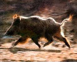 Un cinghiale attraversa la strada e viene investito? I danni all’auto li risarcisce la Regione!